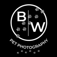 B&W Pet Photography